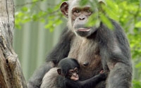 Charity Giving Online - Donate to Dallas Zoological Society Charity Giving Online - Donate to Dallas Zoological Society