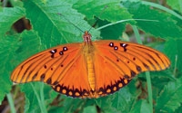 Online Fundraising - Donate to Dallas Zoological Society Online Fundraising - Donate to Dallas Zoological Society