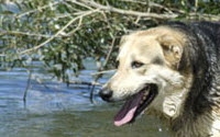Charity Giving Online - Donate to Dedication and Everlasting Love to Animals