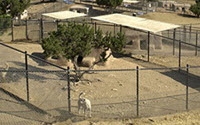 Online Fundraising - Donate to Dedication and Everlasting Love to Animals