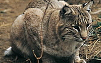Charity Giving Online - Donate to Harris Center for Conservation Education Charity Giving Online - Donate to Harris Center for Conservation Education