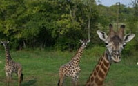 Charity Giving Online - Donate to Nashville Zoo