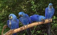 Online Fundraising - Donate to Nashville Zoo