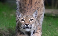 Personal fundraising pages in aid of Nashville Zoo