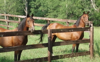 Charity Giving Online - Donate to North Carolina Veterinary Medical Foundation Charity Giving Online - Donate to North Carolina Veterinary Medical Foundation