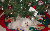 Online Fundraising - Donate to North Carolina Veterinary Medical Foundation Online Fundraising - Donate to North Carolina Veterinary Medical Foundation