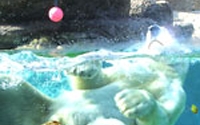 Charity Giving Online - Donate to North Carolina Zoological Society Charity Giving Online - Donate to North Carolina Zoological Society
