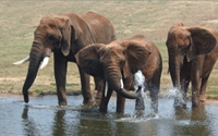 Online Fundraising - Donate to North Carolina Zoological Society Online Fundraising - Donate to North Carolina Zoological Society