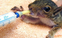 Personal fundraising pages in aid of North Carolina Zoological Society Personal fundraising pages in aid of North Carolina Zoological Society