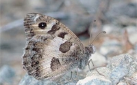 Online Fundraising - Donate to Pro Natura