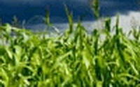 Charity Giving Online - Donate to Rainforest Action Network