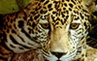 Online Fundraising - Donate to Rainforest Action Network