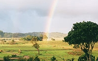 Charity Giving Online - Donate to Rainforest Rescue