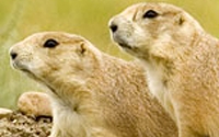 Charity Giving Online - Donate to Defenders of Wildlife Charity Giving Online - Donate to Defenders of Wildlife