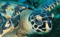 Online Fundraising - Donate to Defenders of Wildlife Online Fundraising - Donate to Defenders of Wildlife