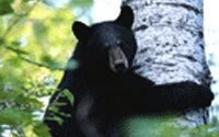 Online Fundraising - Donate to NatureServe Canada