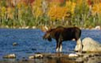 Personal fundraising pages in aid of NatureServe Canada