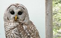 Online Fundraising - Donate to Prairie Wildlife Rehabilitation Centre Inc.