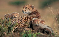 Personal fundraising pages in aid of Detroit Zoological Society