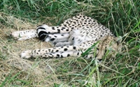 Charity Giving Online - Donate to Hoedspruit Endangered Species Centre