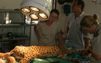 Online Fundraising - Donate to Hoedspruit Endangered Species Centre