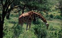 Charity Giving Online - Donate to IFAW - Asia Pacific Charity Giving Online - Donate to IFAW - Asia Pacific