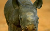 Online Fundraising - Donate to IFAW - Asia Pacific Online Fundraising - Donate to IFAW - Asia Pacific