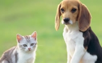 Online Fundraising - Donate to League for Animal Welfare