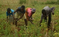 Personal fundraising pages in aid of ACE Africa