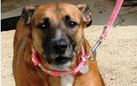 Charity Giving Online - Donate to Holly Hedge Animal Sanctuary Charity Giving Online - Donate to Holly Hedge Animal Sanctuary