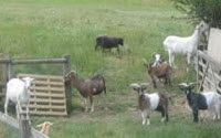 Charity Giving Online - Donate to Kit Wilson Trust For Animal Welfare