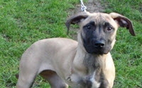 Online Fundraising - Donate to Kit Wilson Trust For Animal Welfare