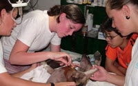 Online Fundraising - Donate to Noistar Thai Animal Rescue Foundation