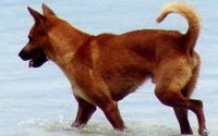 Personal fundraising pages in aid of Noistar Thai Animal Rescue Foundation