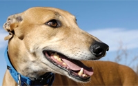 Online Fundraising - Donate to League Against Cruel Sports