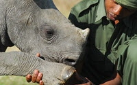 Personal fundraising pages in aid of Lewa Wildlife Conservancy