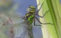 Personal fundraising pages in aid of Pond Conservation