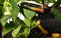 Charity Giving Online - Donate to Rainforest Concern Charity Giving Online - Donate to Rainforest Concern