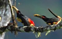 Online Fundraising - Donate to Rainforest Concern Online Fundraising - Donate to Rainforest Concern