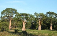Personal fundraising pages in aid of Project African Wilderness Trust