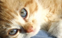 Charity Giving Online - Donate to KSPCA
