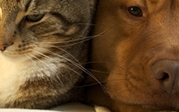 Online Fundraising - Donate to KSPCA