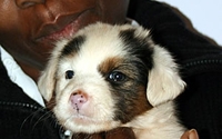 Personal fundraising pages in aid of KSPCA