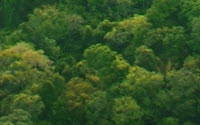 Charity Giving Online - Donate to Rainforest Foundation US Charity Giving Online - Donate to Rainforest Foundation US