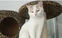 Charity Giving Online - Donate to Helen Woodward Animal Center