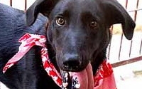 Online Fundraising - Donate to Helen Woodward Animal Center