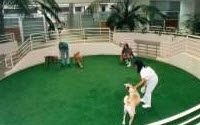 Personal fundraising pages in aid of Helen Woodward Animal Center