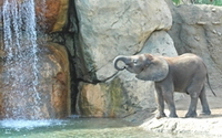 Personal fundraising pages in aid of Indianapolis Zoo
