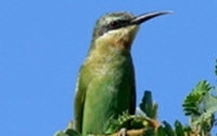 Charity Giving Online - Donate to Nature Uganda Charity Giving Online - Donate to Nature Uganda