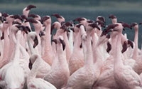 Personal fundraising pages in aid of Nature Uganda Personal fundraising pages in aid of Nature Uganda